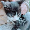 ハチワレ 猫ちゃん 推定2.3ヶ月