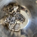 ジャンガリアンハムスターの子供です