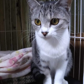 気位の高いお嬢様風　せりちゃん