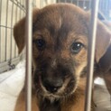 保護犬を迎えませんか？♂
