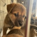 保護犬を迎えませんか？♀