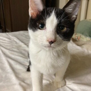 1匹で保護された黒白ハチワレくん2か月半