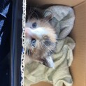 捨て猫です。どうか拾ってあげて下さい