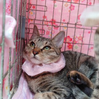 嬉しっぽの角度が180度なテルルとお幸せに❤️