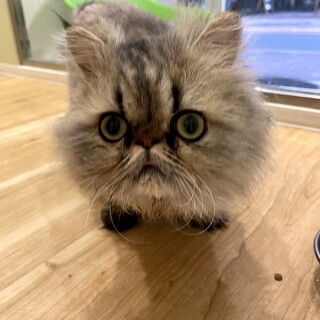 愛嬌抜群人が大好きなゴールデンチンチラのナナオ