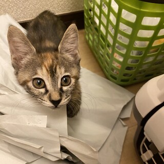 子猫ちゅーちゃん