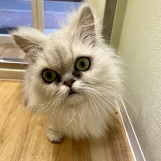 おっとりした美人のクミちゃん