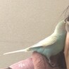 の写真