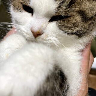 人が大好きなスコティッシュの三毛猫のしゃもじ