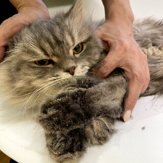 ゴロゴロすりすりのおさじちゃん