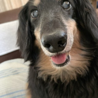 くま吉の優しさトライアルです