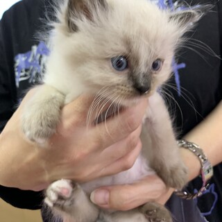 里親さま決まりました☆