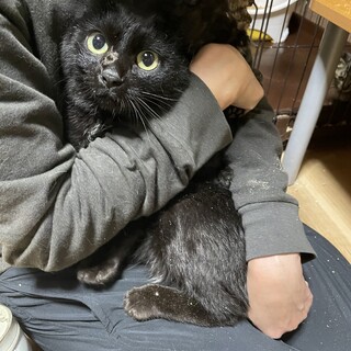 大田区の猫の里親募集情報まとめ ペットのおうち 月間利用者150万人