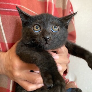 黒猫の女の子