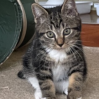 里親決定しました