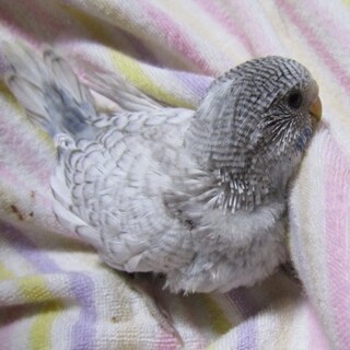 セキセイインコのヒナ　 里親さん募集　交渉中