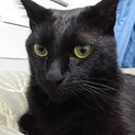 イケメン黒猫さんです！