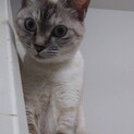おっとりサバ白さんです！