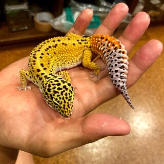 レオパードゲッコウアダルト3歳、性別不詳