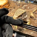 サバンナモニター3才　飼育ケージ