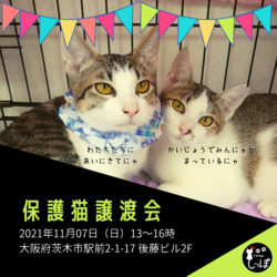 teamしっぽ譲渡会