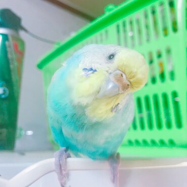 里親募集中