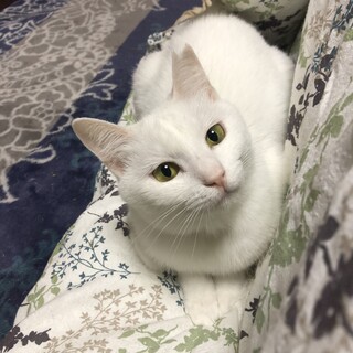 真っ白の美猫の女の子推定1歳半