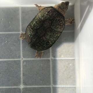 ミシシッピーニオイガメ