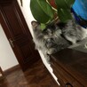 Frkw