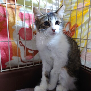 やや長毛の美少女マイム・マイムとお幸せに❤️