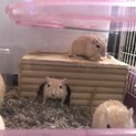 カラージャービル茶毛7匹の里親募集しています
