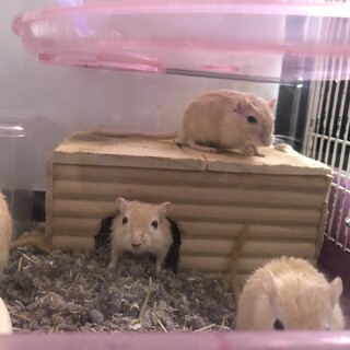 カラージャービル茶毛7匹の里親募集しています