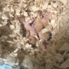 カラージャービル茶毛7匹の里親募集しています サムネイル2