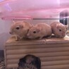 カラージャービル茶毛7匹の里親募集しています サムネイル3