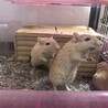 カラージャービル茶毛7匹の里親募集しています サムネイル4
