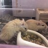 カラージャービル茶毛7匹の里親募集しています サムネイル5