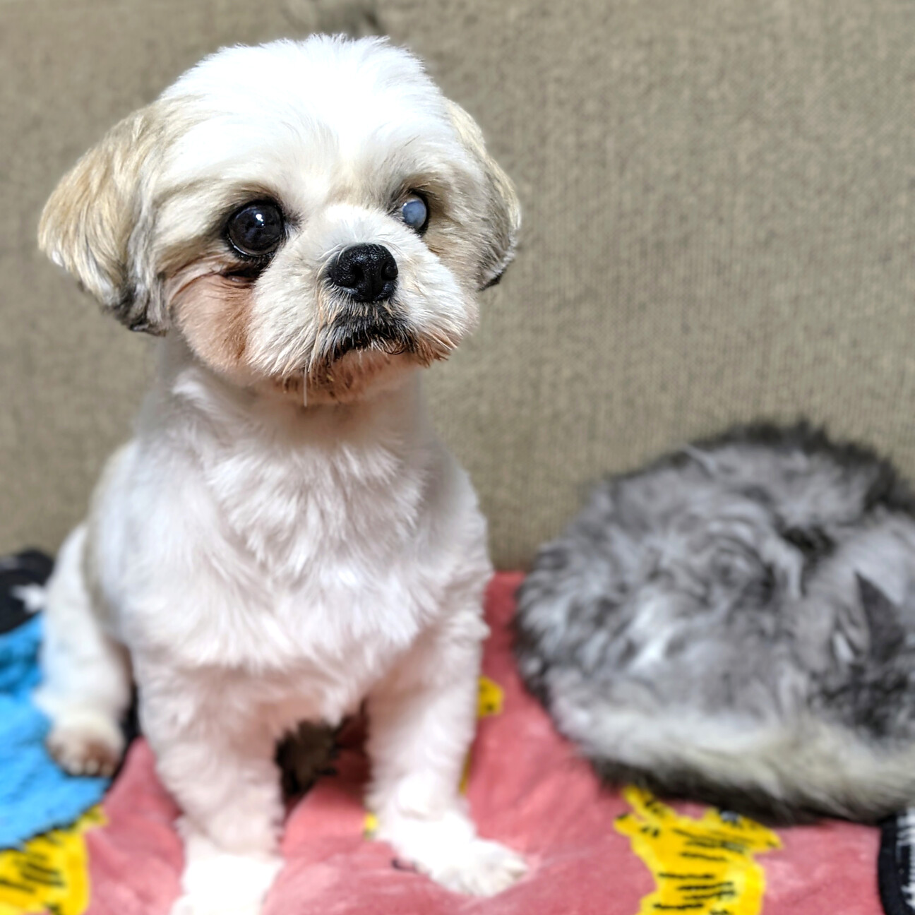 トライアル予定あり 募集 東京都 犬の里親募集 ペットのおうち 月間利用者150万人 トライアル予定あり 募集 東京都 犬の里親募集 ペットのおうち 月間利用者150万人