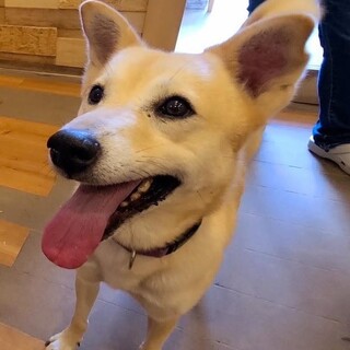 奈良県の犬の里親募集情報まとめ ペットのおうち 月間利用者150万人