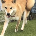 トライアル決定の為募集一時停止。はなちゃん