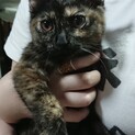 ☆3本足の元気っ子ぱぴこちゃん☆