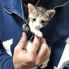 執事