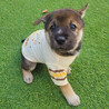 募集停止⭐コロコロ子犬の可愛い『黒米くん』⭐ サムネイル2