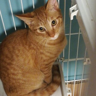 5月生まれ オス子猫 トラくん