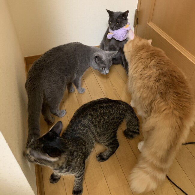 しろさやのカバー写真