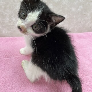 3兄弟❗️全員成約お願いします！祈願猫❤️小次郎