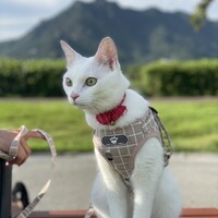 平岡ラピ