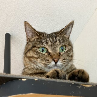 【アメ】おもちゃ大好き！おやつ大好き！