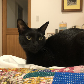 トライアル予定になりました！　ひがしまるくん