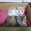 雑種の子猫2匹です。どちらか1匹のみでも可能です。
