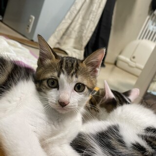 ねね君は家族を待っています。